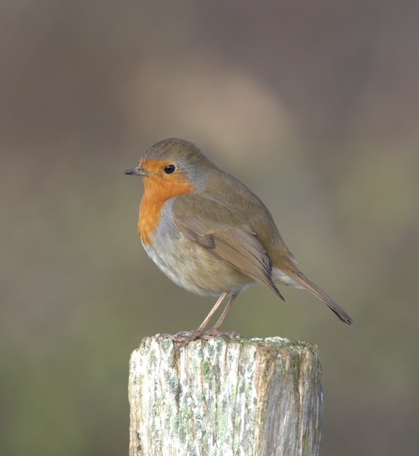 image of a robin. Celebrant for Funerals or Memorial Service